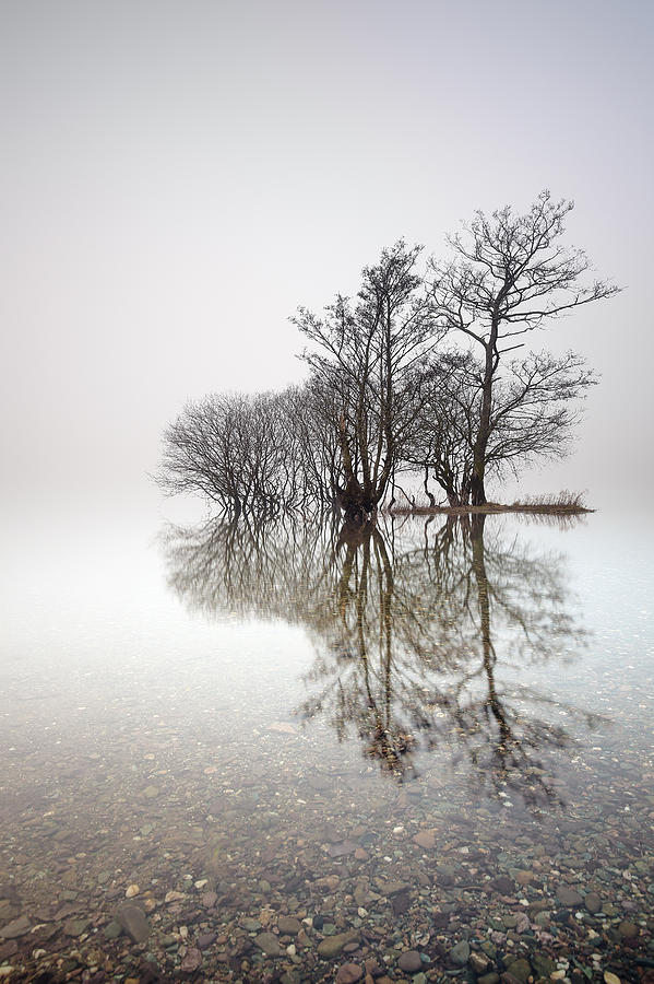 Misty Trees Photograph by Grant Glendinning