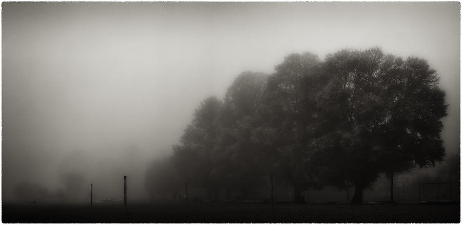 Misty trees in early morning fog Photograph by Peter V Quenter
