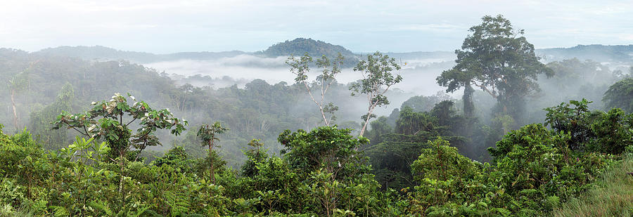 Misty Tropical Rainforest Photograph by Dr Morley Read