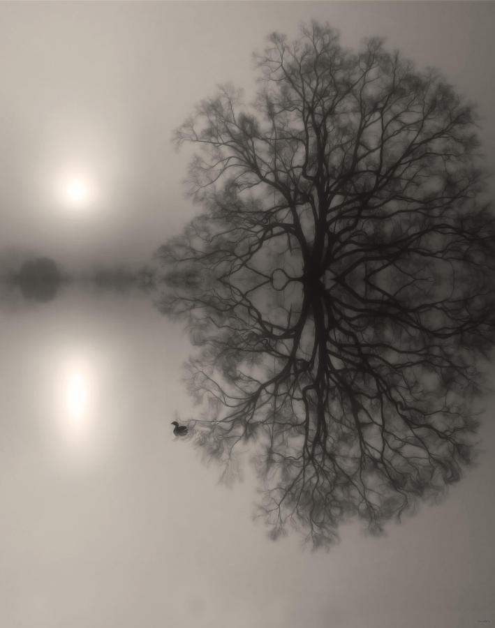 Misty Water Oak Photograph by Deborah Smith