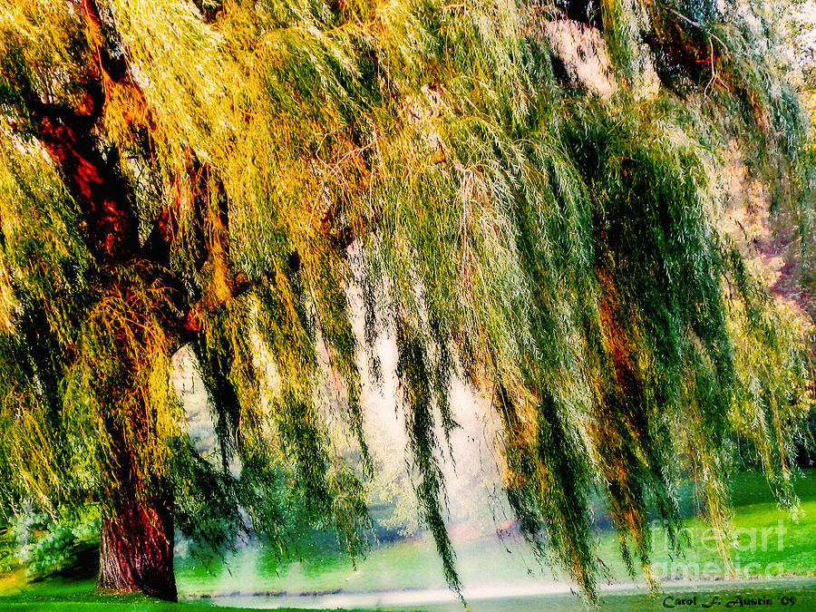 Misty Weeping Willow Tree Dreams Photograph by Carol F Austin