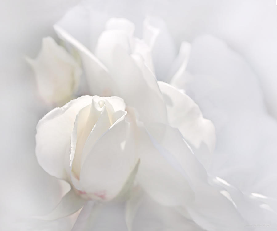 Misty White Roses Photograph by Jennie Marie Schell