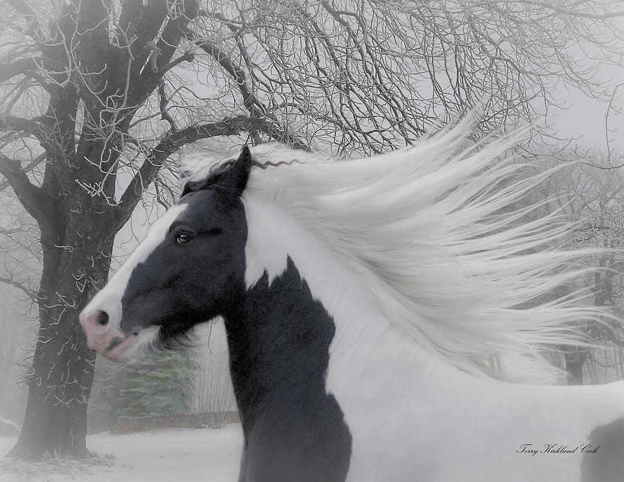 Misty Winter Digital Art by Terry Kirkland Cook