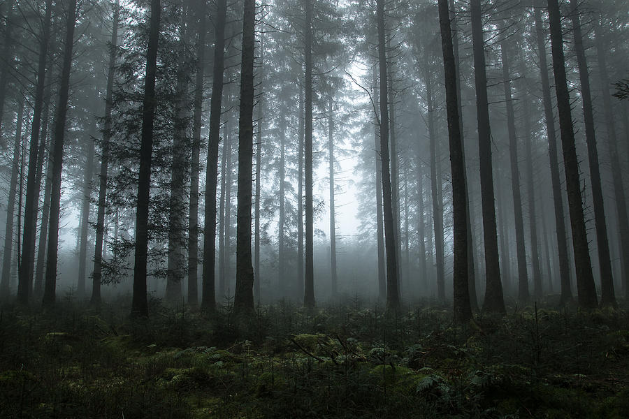 Misty Wood Photograph by Devon and Cornwall Photography