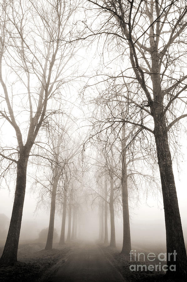 Misty Woodland Photograph by David Lichtneker