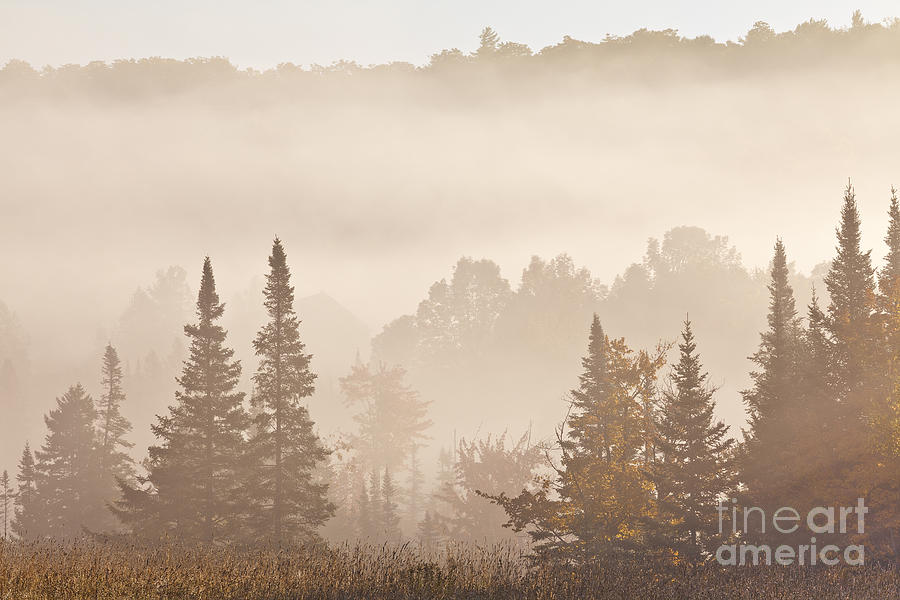 Misty Woodland Sunrise Photograph by Alan L Graham