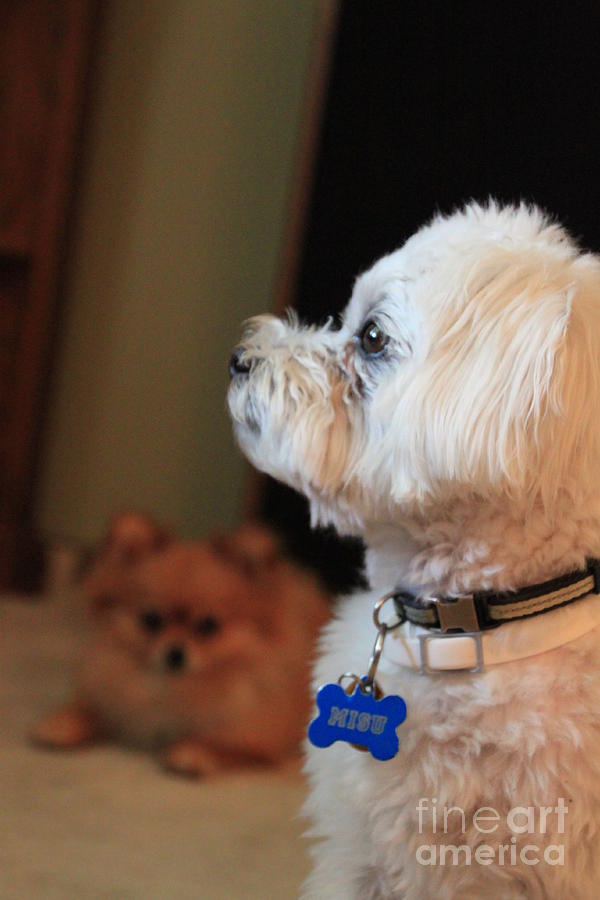 Dog Photograph - Misu the Maltese Terrier by Jennifer E Doll