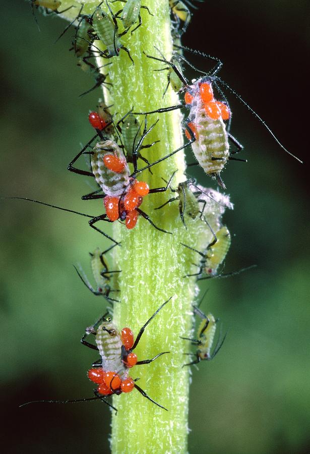 Mites On Aphids Photograph by Perennou Nuridsany - Fine Art America