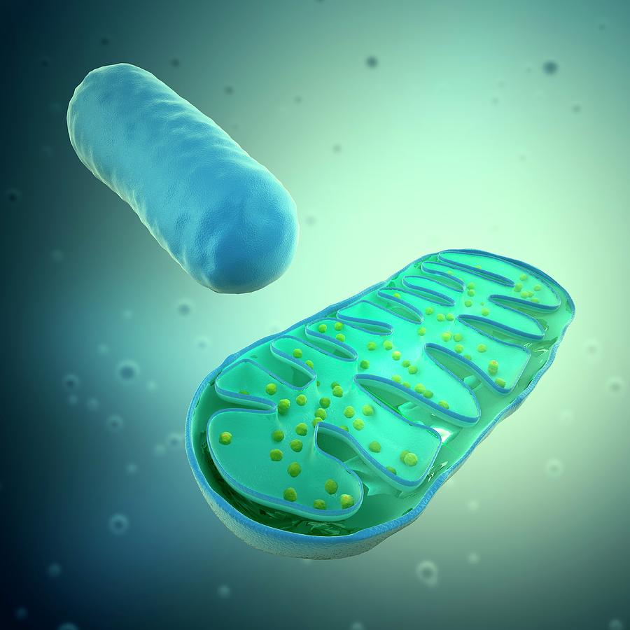 Mitochondria, Artwork Digital Art by Science Photo Library - Andrzej Wojcicki