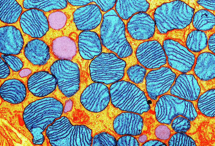 Mitochondria Photograph by Cnri