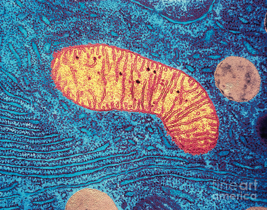 Histology Photograph - Mitochondrion by Bill Longcore