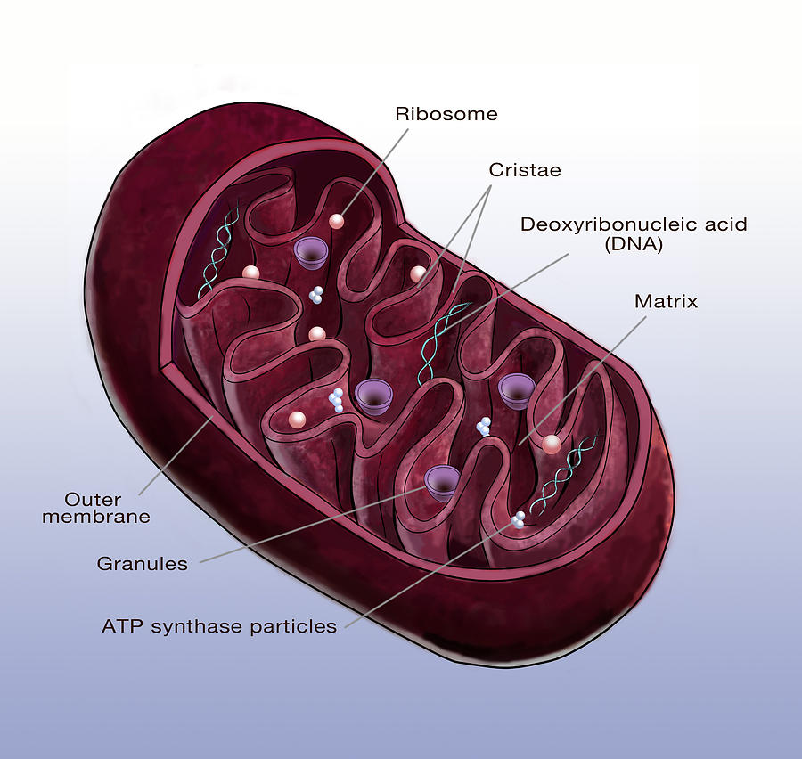 Mitochondrion, Illustration Photograph by Spencer Sutton