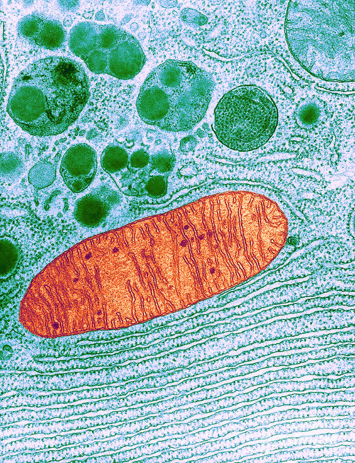 Mitochondrion, Tem Photograph by Keith R. Porter