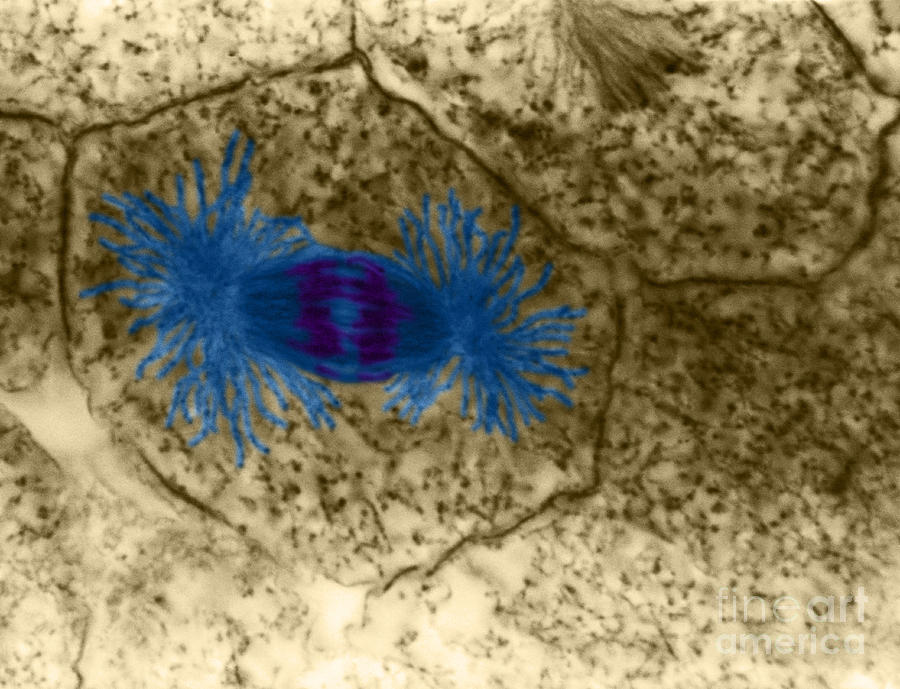 Mitosis, Anaphase, Lm Photograph by Jerome Pickett-Heaps