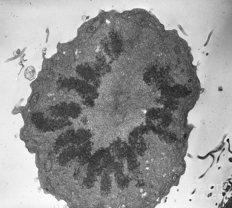 Mitosis Cross Section, Tem Photograph by David M. Phillips