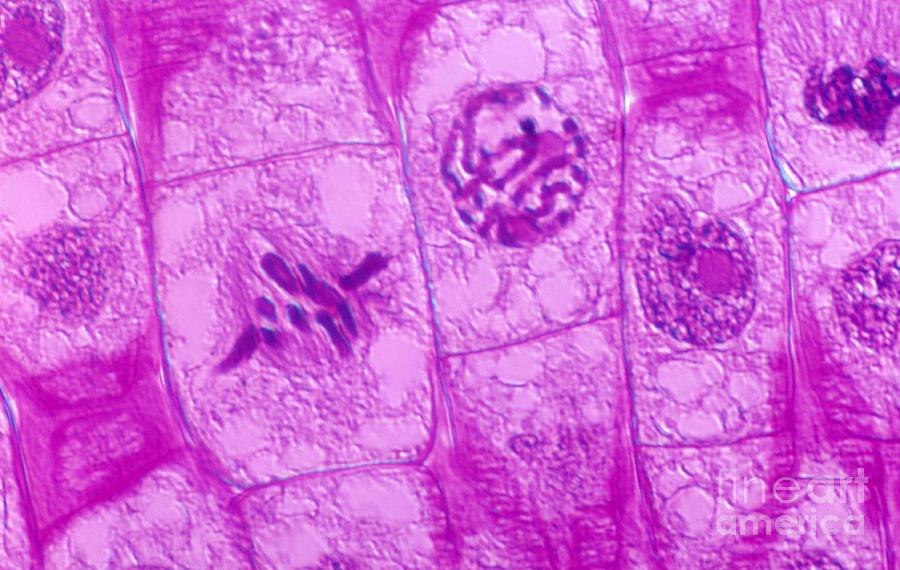 Mitosis In Onion Root Photograph by Dr. Cecil H. Fox