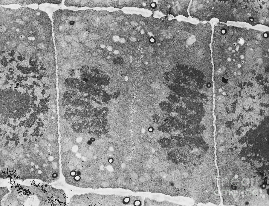 Mitosis In Plant Cell Tem Photograph by David M. Phillips