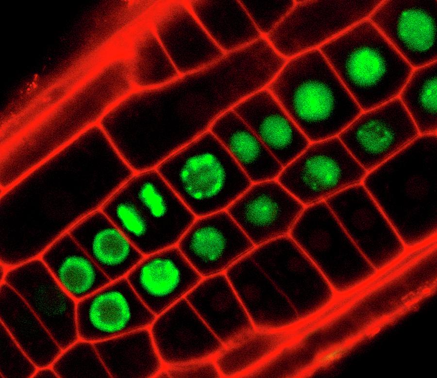 Mitosis In Plant Root Photograph by Dr John Runions/science Photo Library