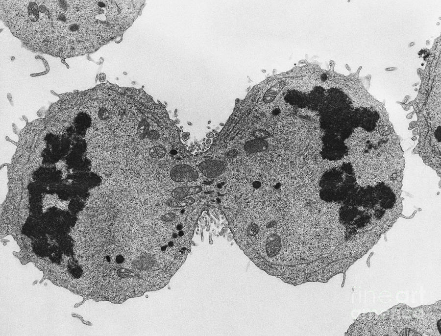 Mitosis, Late Telophase, Tem Photograph by David M. Phillips