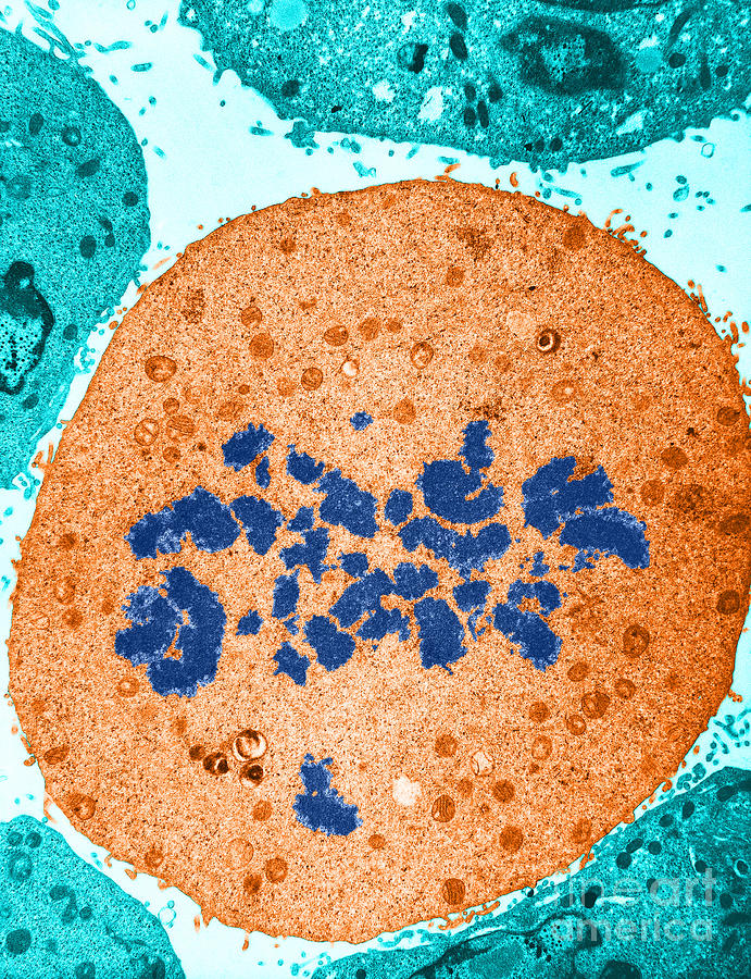 Mitosis, Prometaphase, Tem Photograph by David M. Phillips