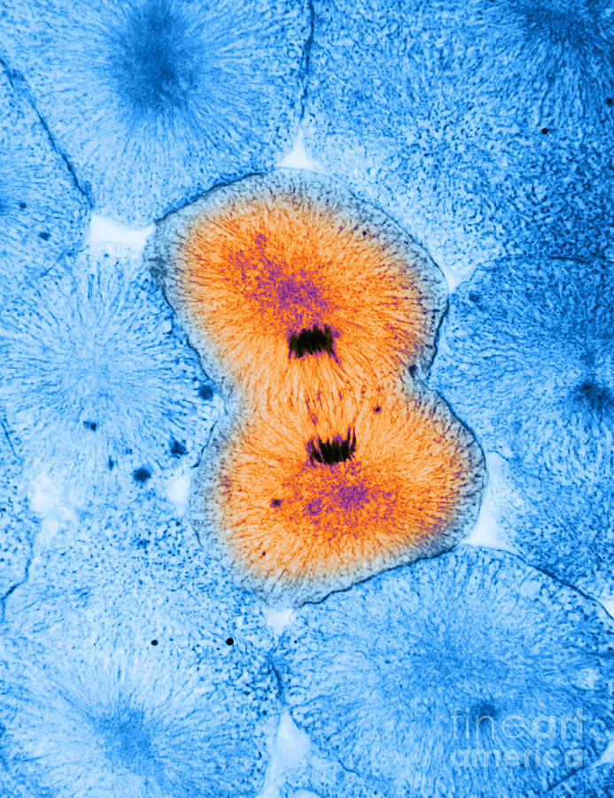 Mitosis Telophase LM Photograph by Biophoto Associates
