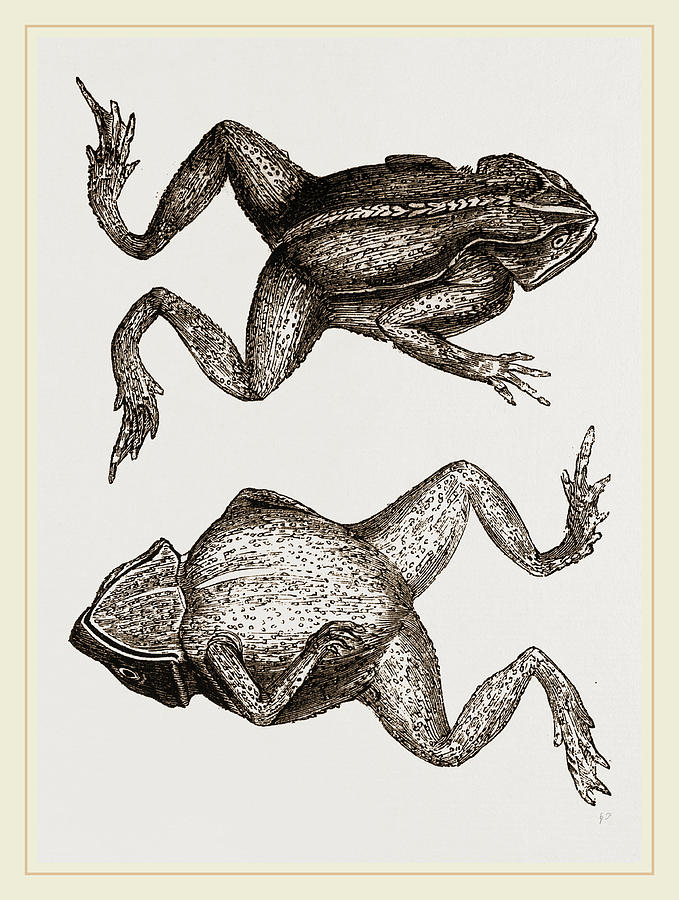 Nature Drawing - Mitred Toad by Litz Collection