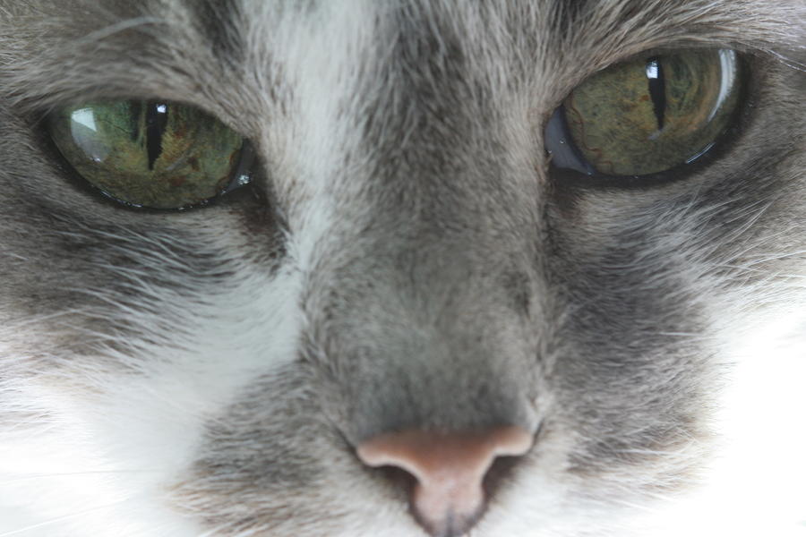 Green Eyes of a Grey Cat Photograph by Valerie Collins