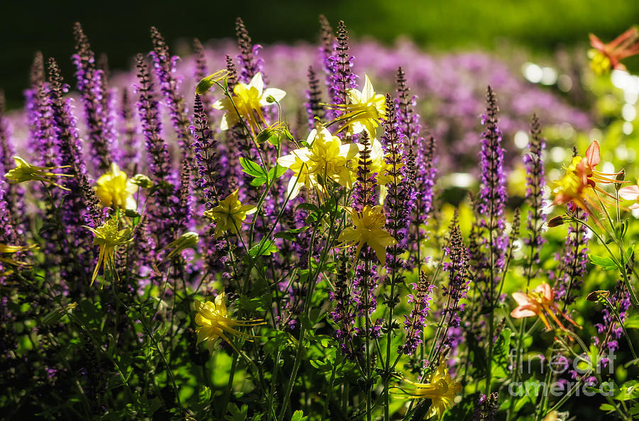 Mix of Yellow and Purple Photograph by Mitch Johanson - Fine Art America