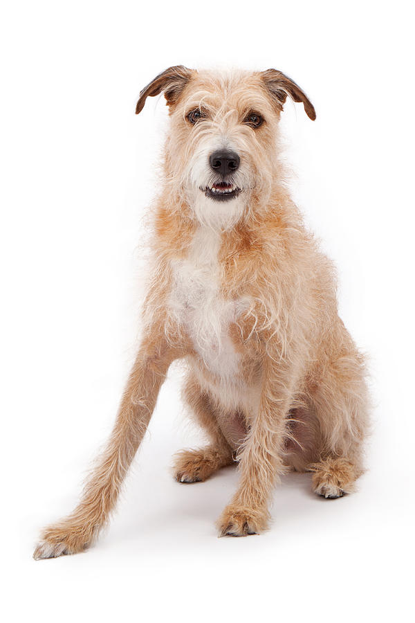 Dog Photograph - Mixed Breed Large Scruffy Dog by Good Focused