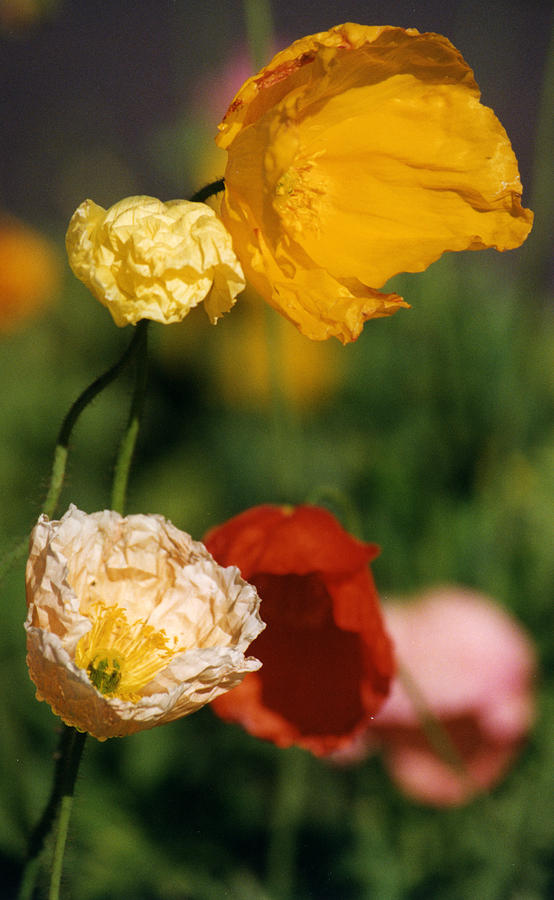 Mixed Color Poppies Photograph by Robert Lozen