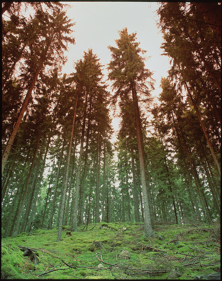 Mixed Conifer Forest Photograph by Martin Bond/science Photo Library