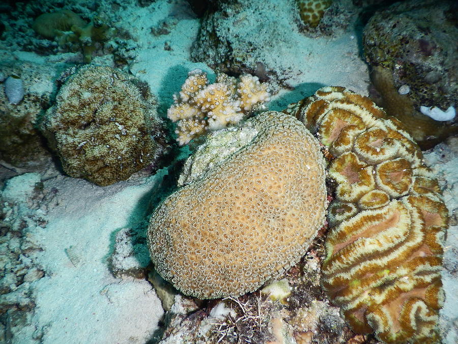 Mixed Corals Photograph by Carleton Ray