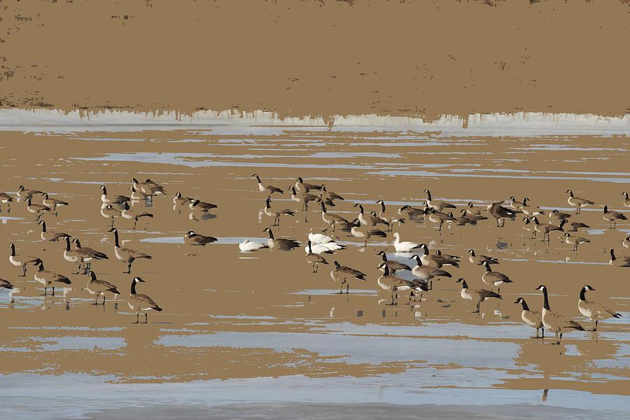 Mixed Flock Photograph by Scott Carlton