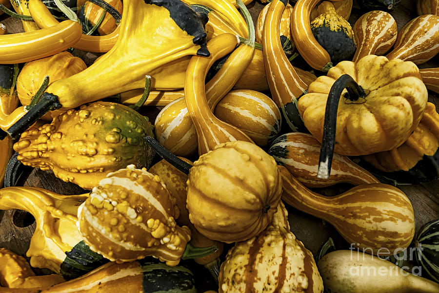 Mixed Gourds Photograph by Mark Miller