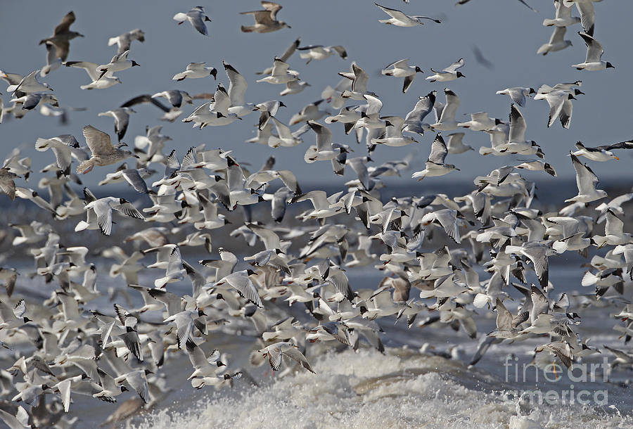 Mixed Gull Flock Photograph by Neil Bowman FLPA