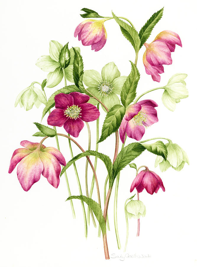 Still Life Painting - Mixed hellebores by Sally Crosthwaite