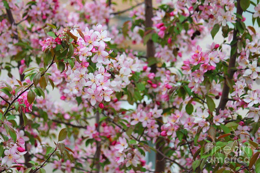 Mixed Pinks Crabapple Photograph by Donna L Munro
