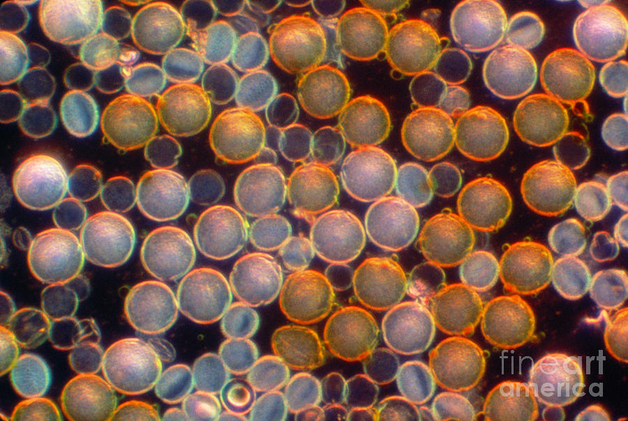 Mixed Pollen Lm Photograph by James M. Bell