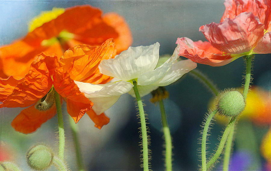 Mixed Poppy Bouquet  Photograph by Fraida Gutovich