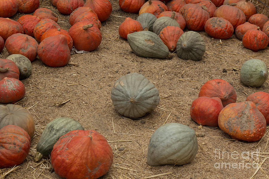 Mixed Pumpkins Photograph by Suzanne Luft
