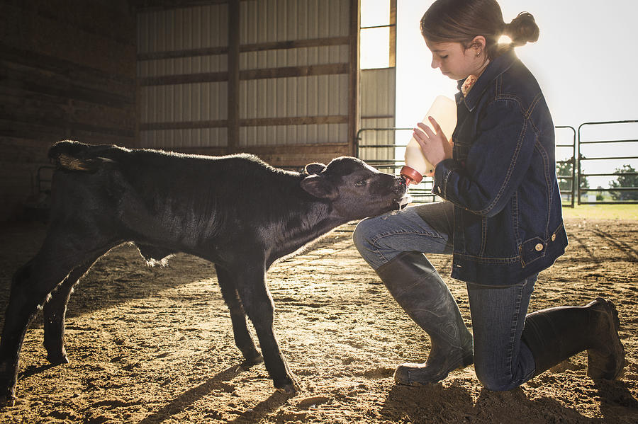 Mixed race girl feeding calf in barn Photograph by Hill Street Studios