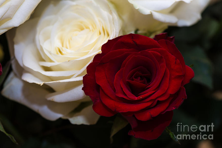 Mixed Roses Photograph by Matt Malloy