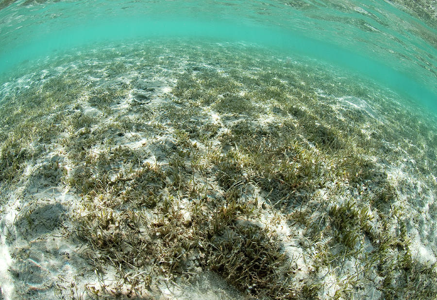 Mixed Seagrass Meadow Photograph by Louise Murray/science Photo Library