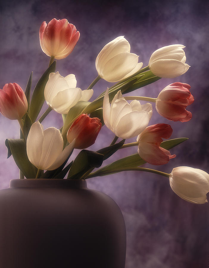 Mixed Tulip Arrangement Photograph by Tony Festa - Fine Art America