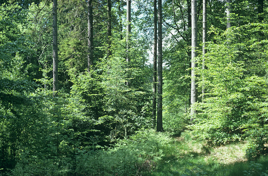 Mixed Woodland by Anthony Cooper/science