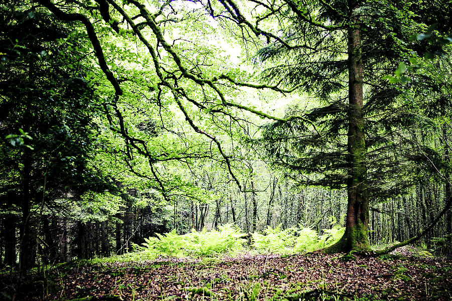 Mixed Woodland Photograph by Alan Oliver - Pixels