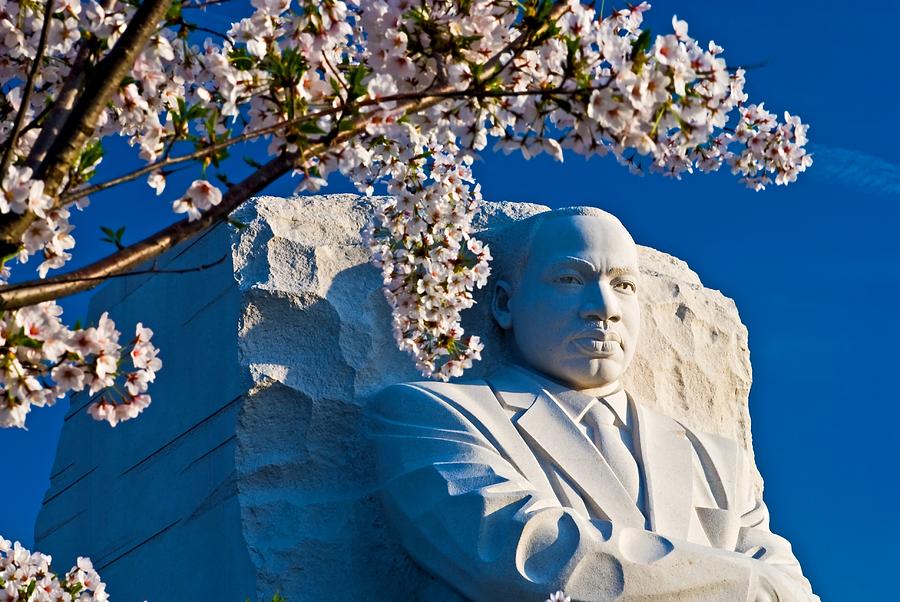 MLK Memorial framed by cherry blossoms Photograph by Bill Jonscher