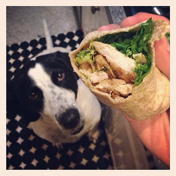 Spinach Photograph - Mmmmm Sorry Puppy, #nofoodforyou 😜 by Jesse OConnell