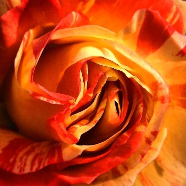 Nature Photograph - Mmm...orange Sherbet #beautiful #rose by Nichole Zellmer