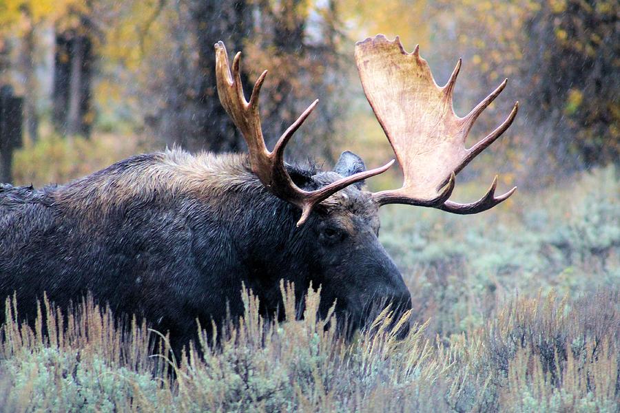 Wildlife Photograph - Teton Moose by Gayle Berry